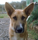 REGALO fantástico perro joven para finca - mejor precio | unprecio.es