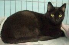 Adopta a  Zafra  en Madrid Felina. - mejor precio | unprecio.es