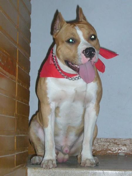 american stanffords macho para monta