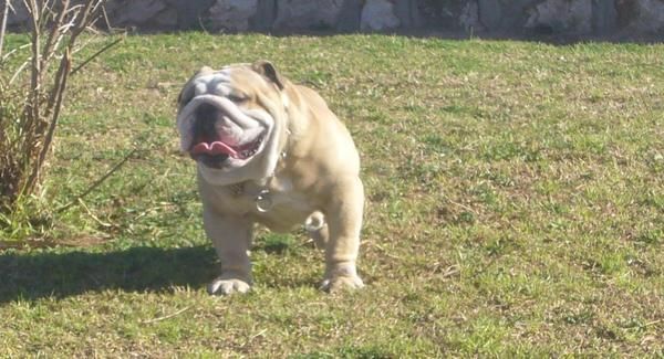 BULLDOG INGLES PARA MONTAS