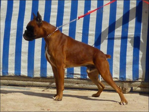Cachorros Boxer Pedigree