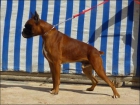 Cachorros Boxer Pedigree - mejor precio | unprecio.es
