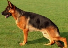 Cachorros de Pastor Alemán con LOE - mejor precio | unprecio.es