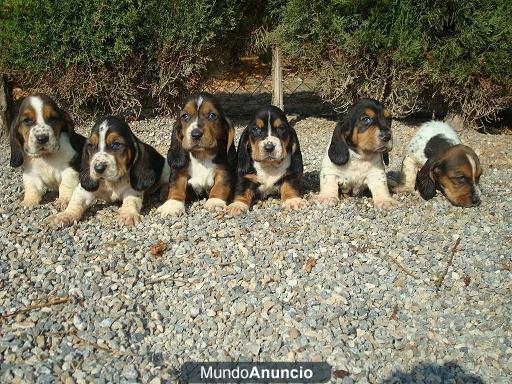 preciosos cachorros de BASSET HOUND