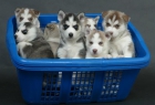 Siberian Husky cachorro necesita un nuevo hogar. - mejor precio | unprecio.es
