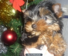 yorkshire terrier cachorros preciosos - mejor precio | unprecio.es