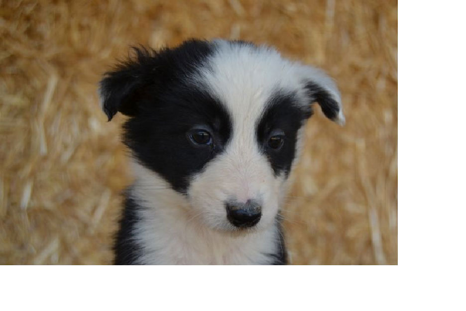 border collie