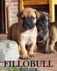 Cachorros Bullmastiff - mejor precio | unprecio.es