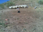 cachorros de border collie listos para entregar padres trabajando con ovejas - mejor precio | unprecio.es