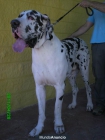 DOGOS ALEMANES LINEA OZEKYDOM - mejor precio | unprecio.es