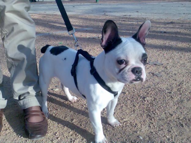 Se ofrece ADORABLE Bulldog francés para montas