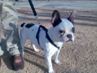 Se ofrece ADORABLE Bulldog francés para montas - mejor precio | unprecio.es