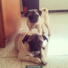 VENDO CARLINO - mejor precio | unprecio.es