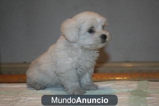 Bichon Maltes con pedigree muy pequeños.