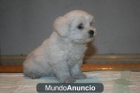 Bichon Maltes con pedigree muy pequeños. - mejor precio | unprecio.es