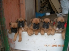 boxer dorados nacidos el 17/10 por 200 euros - mejor precio | unprecio.es