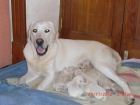 Camada de labradores retrevier con Pedigree - mejor precio | unprecio.es