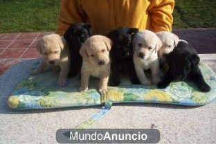 Labrador  retriever  cachorros dorados,  negros , chocolate, perros, cachorros, criadero, venta.