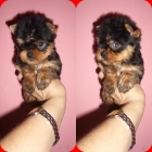 machitos toy de yorkshire terrier con pedigree desde 400 - mejor precio | unprecio.es