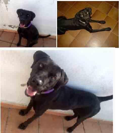 PRECIOSO LABRADOR NEGRO BUSCA UNA FAMILIA