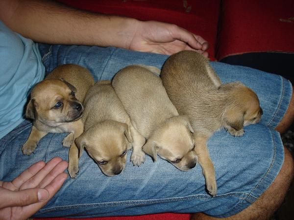 Vendo cachorro hembra de Chihuahua, color marrón.