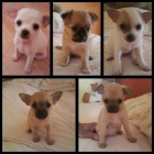 vendo cachorros CHIHUAHUA - mejor precio | unprecio.es