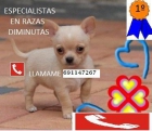chihuahua muy pequeñitos - mejor precio | unprecio.es