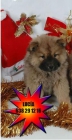¡Increible chow-chow,muy buen precio - mejor precio | unprecio.es