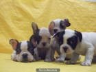 CACHORROS DE BULLDOG FRANCES, 590 EUROS - mejor precio | unprecio.es