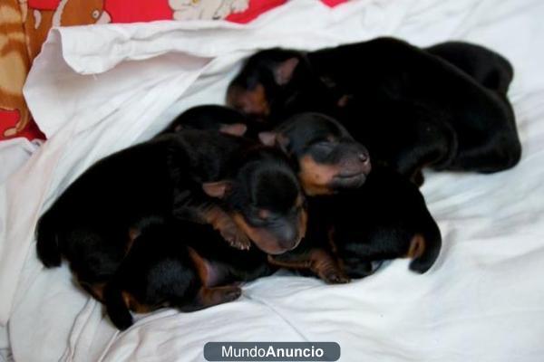 Cachorros de yorkshire