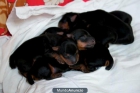 Cachorros de yorkshire - mejor precio | unprecio.es