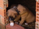 Cachorros Mastín del Pirineo - mejor precio | unprecio.es