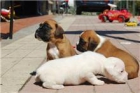 camada de boxer.ultimos cachorros - mejor precio | unprecio.es