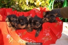 CAMADA YORKSHIRE TERRIER TOY - mejor precio | unprecio.es