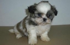 comprar cachorro,Shih tzu de zococan en Murcia - mejor precio | unprecio.es