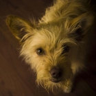 dafne, cachorrita pequeña en adopción - mejor precio | unprecio.es