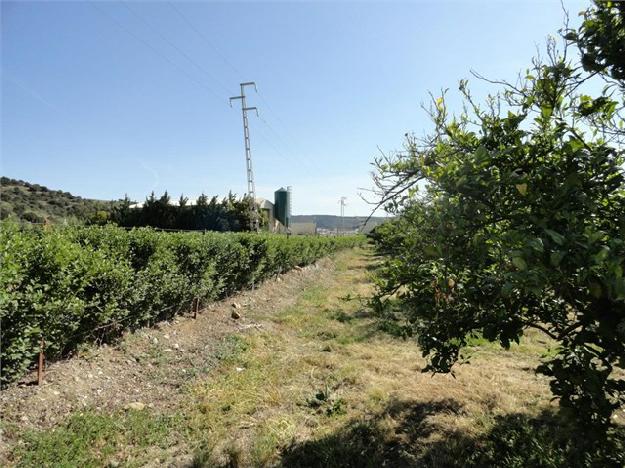 Finca en San Martin del Tesorillo (Cadiz)