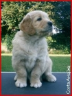 Golden Retriever. Nos queda una hembra disponible de Charola Mississippi y Blondy - mejor precio | unprecio.es