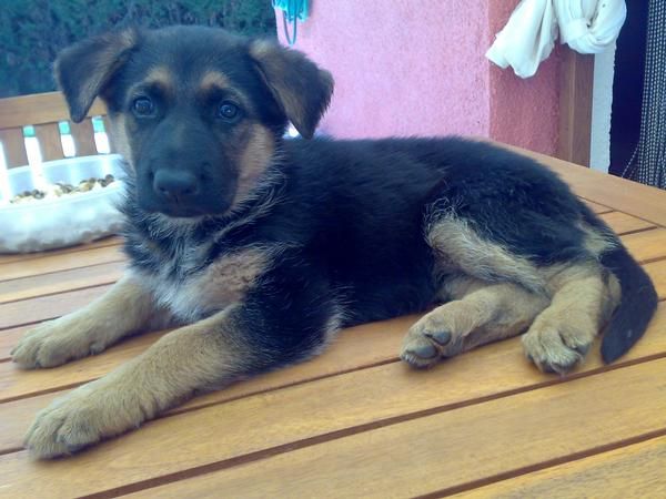 PRECIOSOS CACHORROS PASTOR ALEMAN