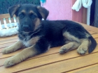 PRECIOSOS CACHORROS PASTOR ALEMAN - mejor precio | unprecio.es