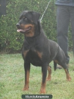 ROTTWEILER IMPORTADA EN VENTA. - mejor precio | unprecio.es