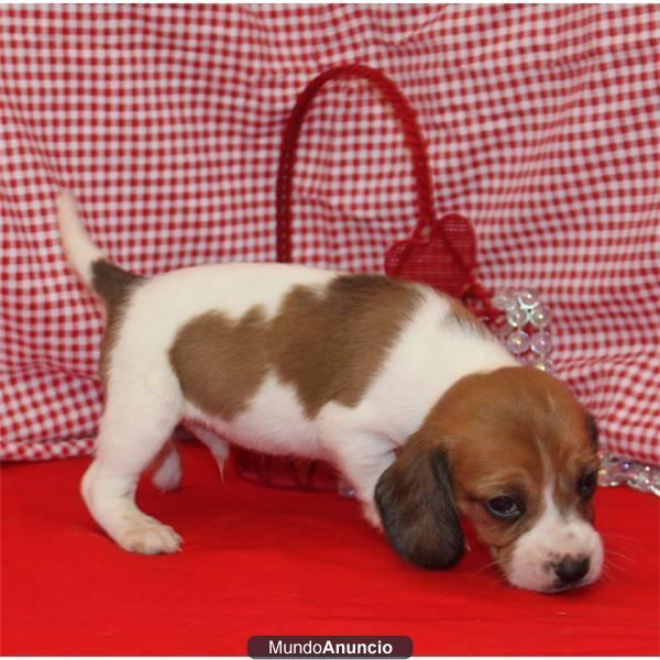 un cachorro Beagle
