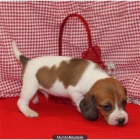 un cachorro Beagle - mejor precio | unprecio.es