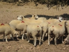 venta de ovejas - mejor precio | unprecio.es