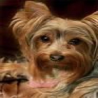 Cachorro de YORKSHIRE - mejor precio | unprecio.es