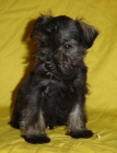 Camada de schnauzer miniatura sal y pimienta - mejor precio | unprecio.es