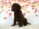 Listos para entregar Labrador color chocolate - mejor precio | unprecio.es