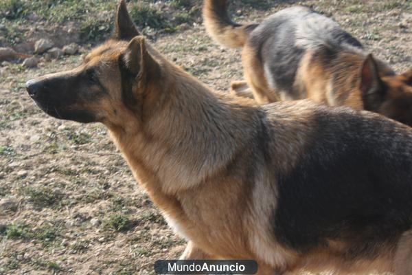 pastora alemana de 12 meses
