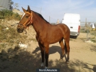 vendo potra - mejor precio | unprecio.es