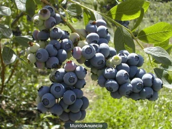 Venta de Arándanos Ecológicos en Fresco, congelado y en Mermelada; Arándanos La Espina (RAI)